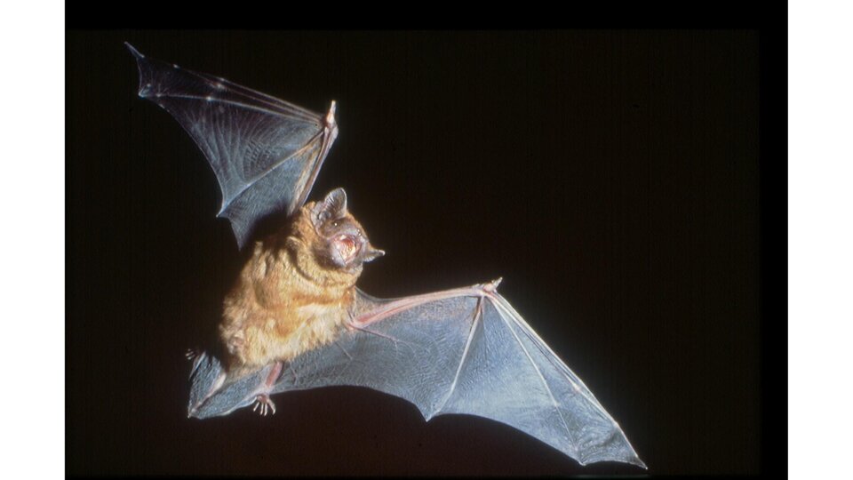 Nyctalus noctula, grosser Abendsegler | © www.fledermausschutz.ch