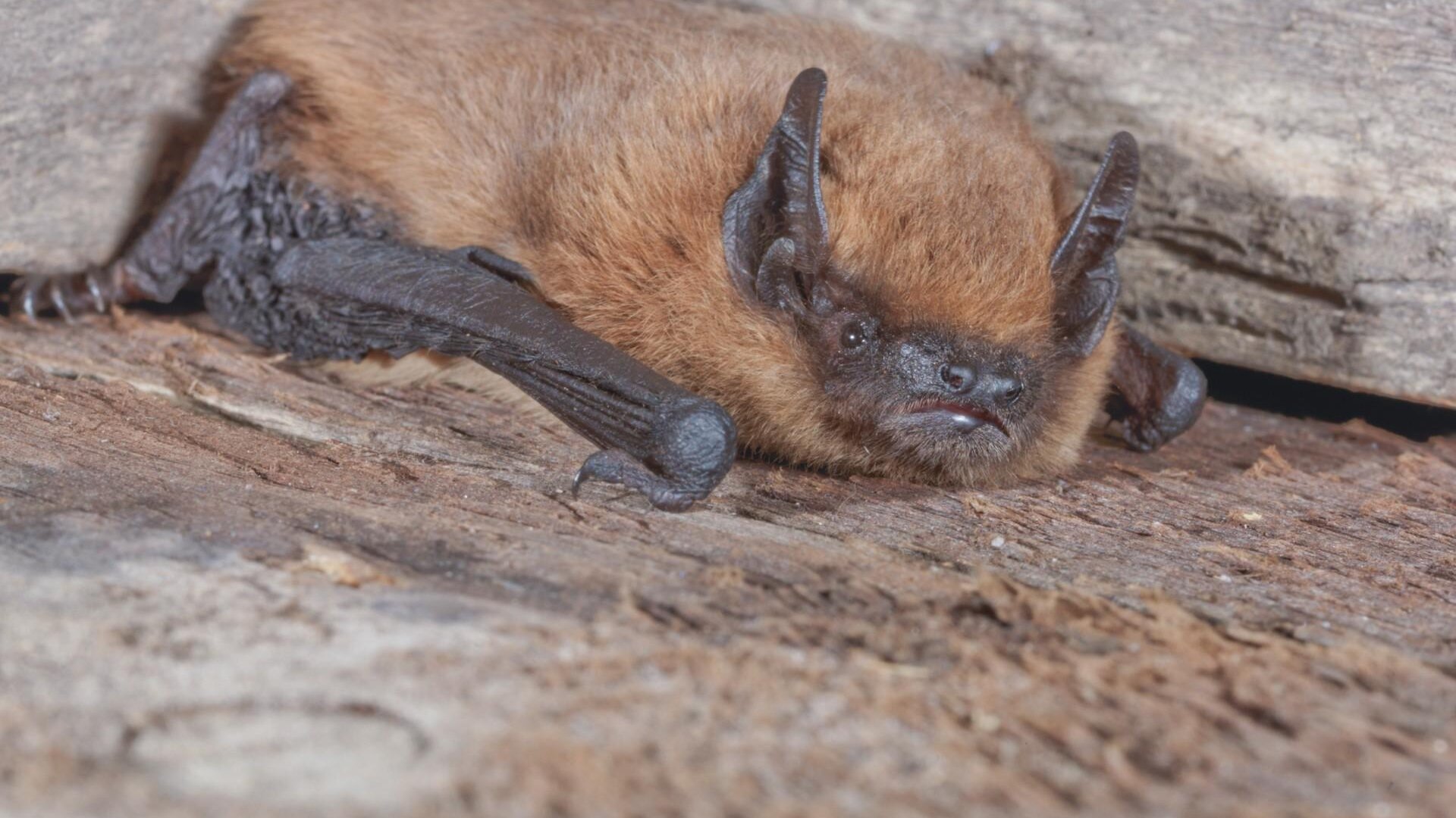 Pipistrellus pipistrellus, Zwergfledermaus (höchst | © www.fledermausschutz.ch