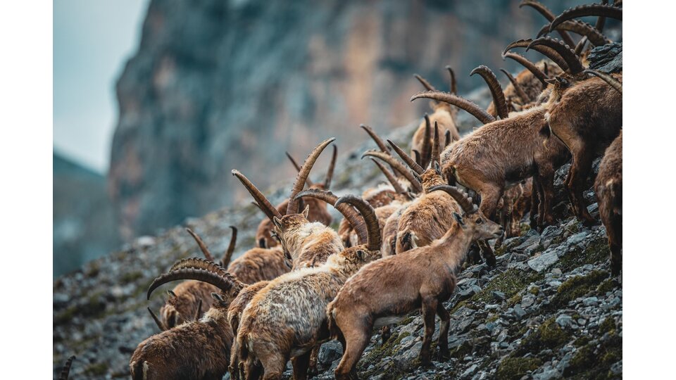 steinboecke | © Veit Fritz